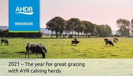 2021 - The year for great grazing with AYR calving herds